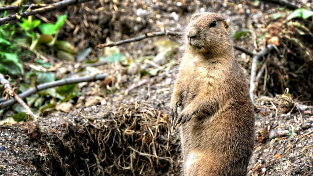 Чи виліз бабак Чи виліз бабак
