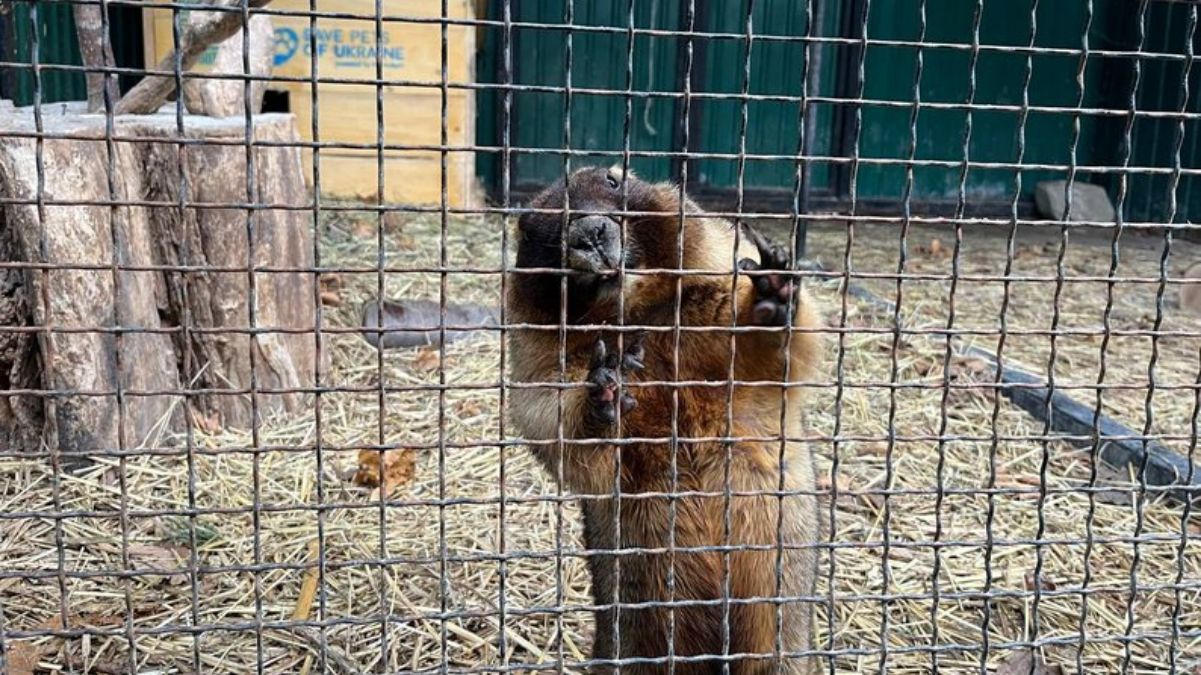 Бабак Роман Бабак Роман