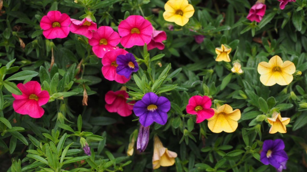 Какие цветы сеять в марте Какие цветы сеять в марте