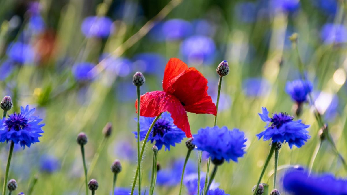 Какие цветы посадить возле дома Какие цветы посадить возле дома