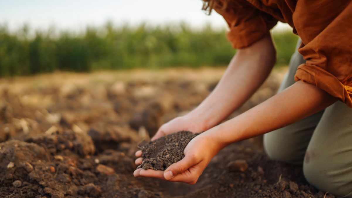 Як підготувати сад до весни Як підготувати сад до весни