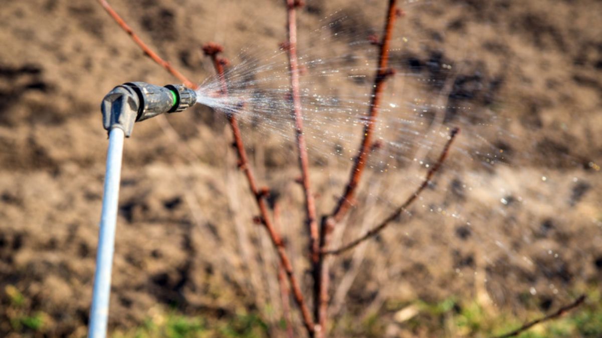 Коли обробляти дерева Коли обробляти дерева