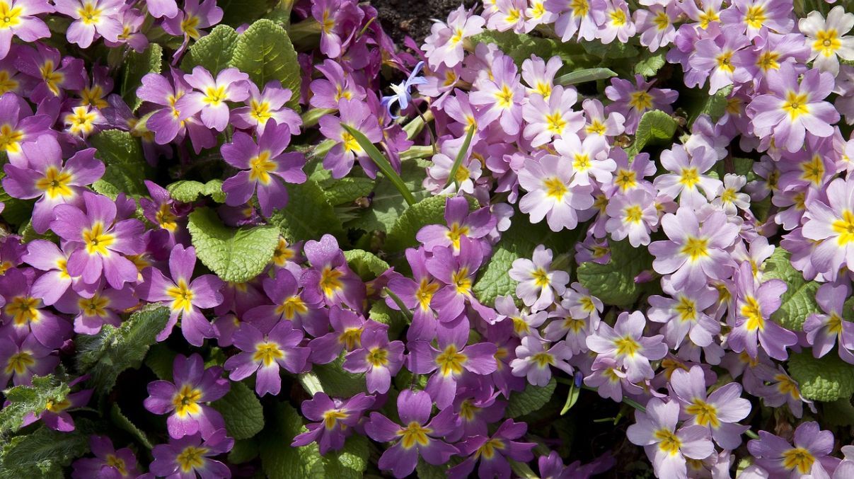 Какие цветы уже сеять на рассаду Какие цветы уже сеять на рассаду