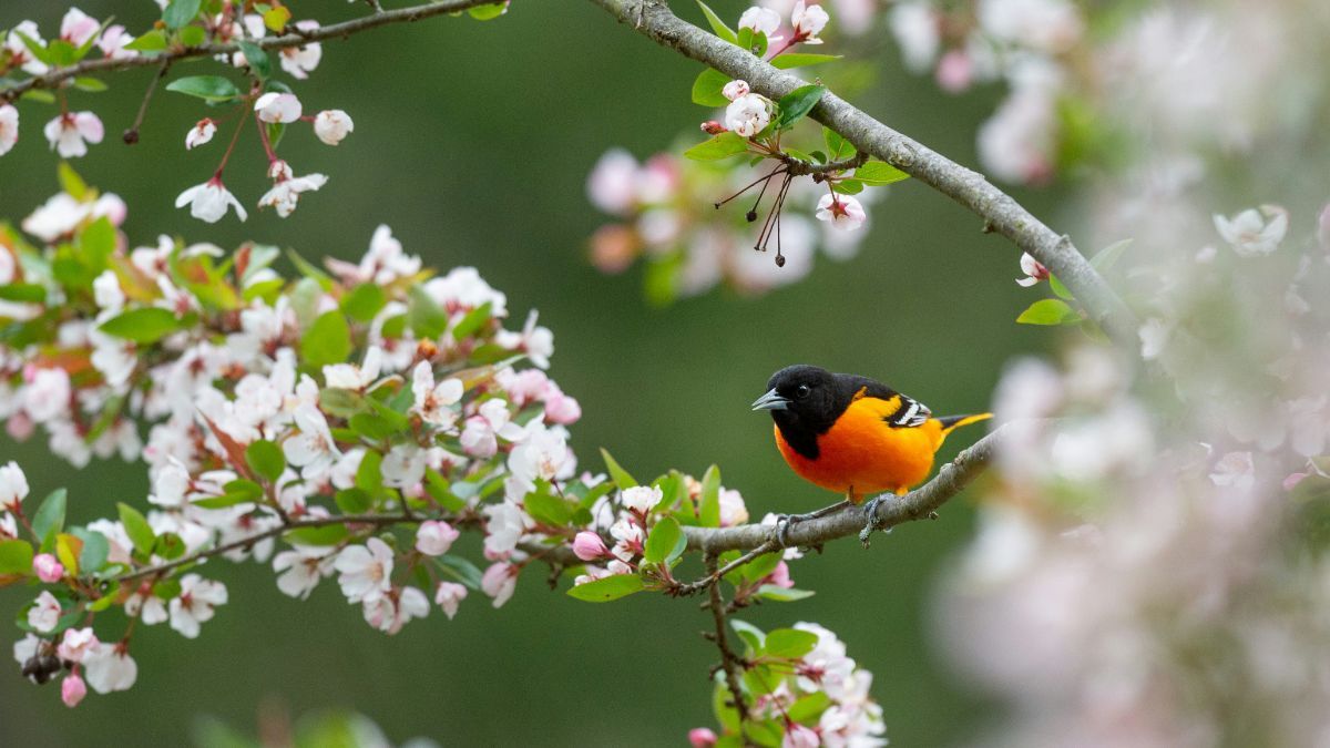 Цитати про весну Цитати про весну