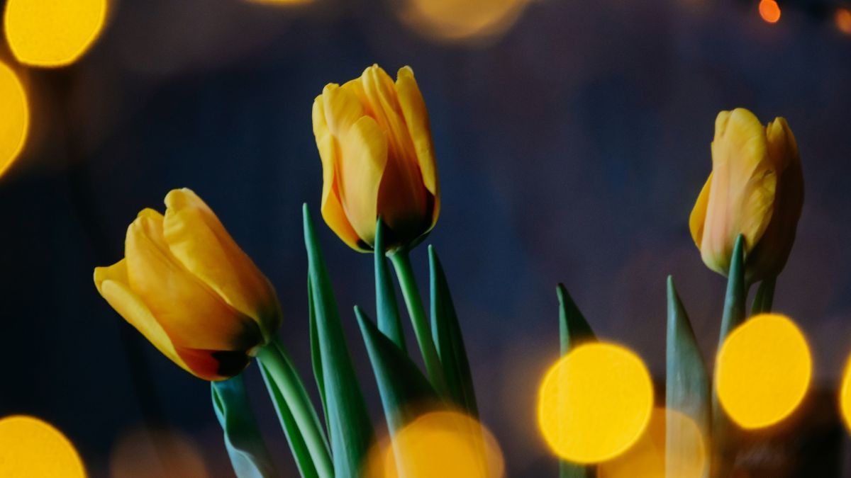 З Міжнародним жіночим днем З Міжнародним жіночим днем