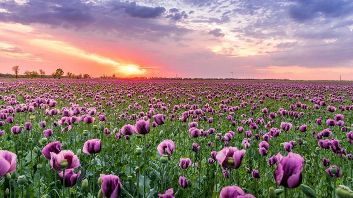 День весеннего равноденствия 2024 День весеннего равноденствия 2024