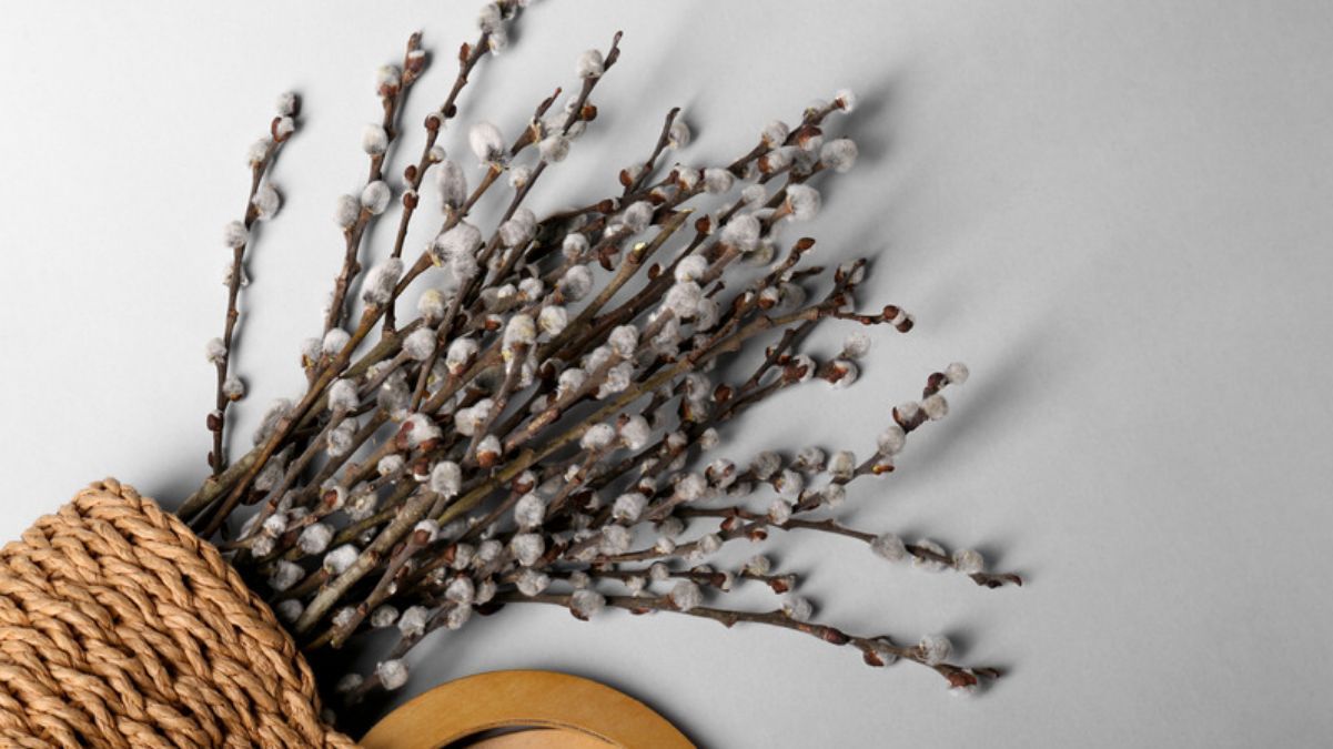 Какую вербу нельзя святить Какую вербу нельзя святить