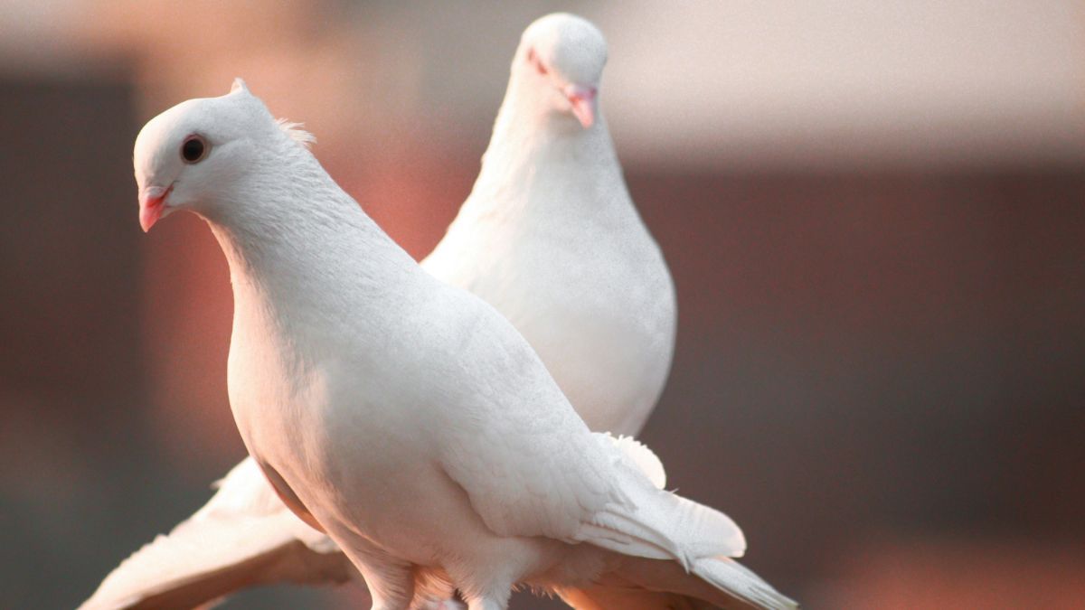 Праздник Благовещения Праздник Благовещения