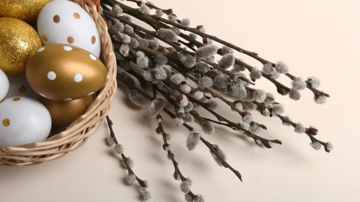 Що робити зі старою вербою Що робити зі старою вербою