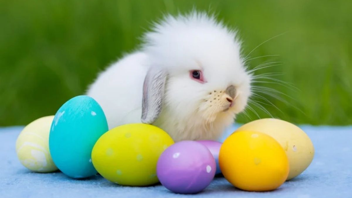 Пасхальный кролик Пасхальный кролик