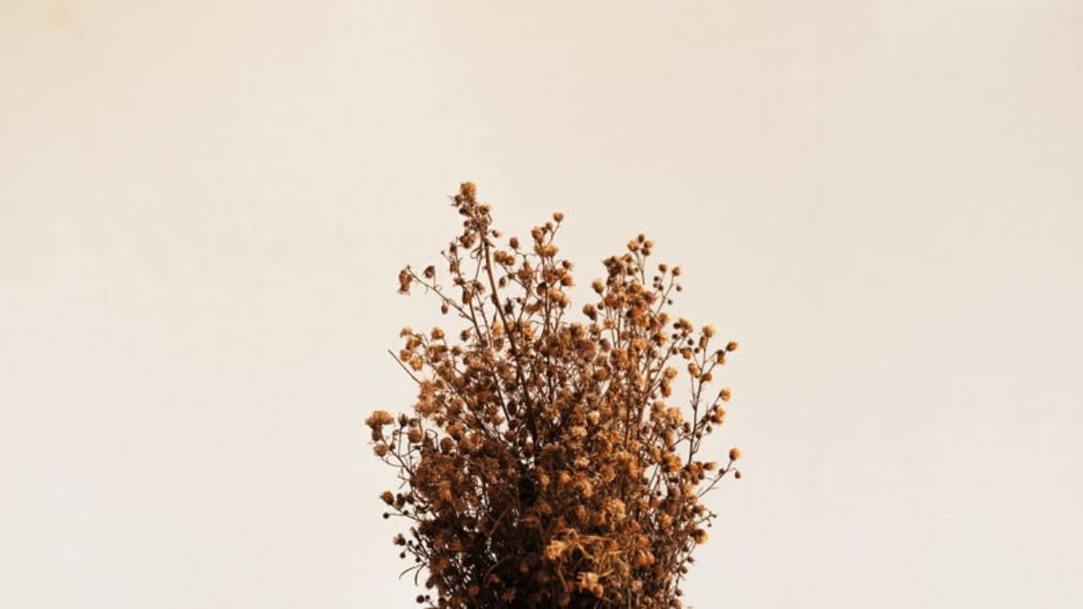 Чому сухі квіти не варто зберігати вдома Чому сухі квіти не варто зберігати вдома