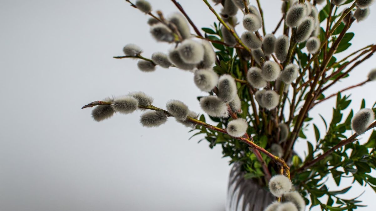 Коли Вербна неділя 2024 Коли Вербна неділя 2024