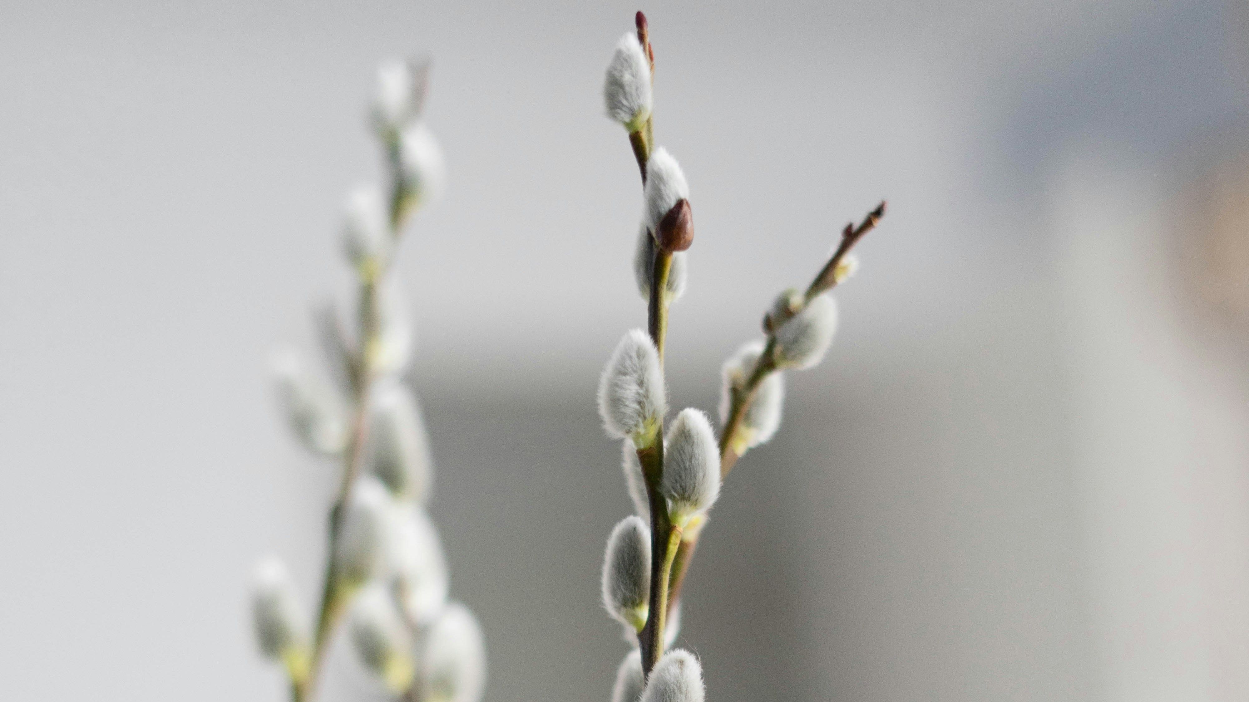 Вербна неділя 2024 Вербна неділя 2024