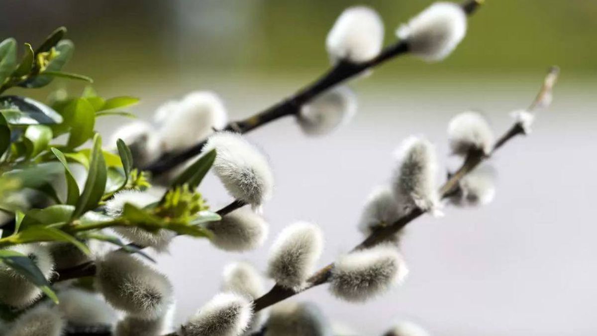 Вербна неділя Вербна неділя