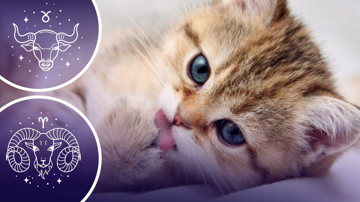 Гороскоп на выходные - у кого осуществится мечта Гороскоп на выходные - у кого осуществится мечта