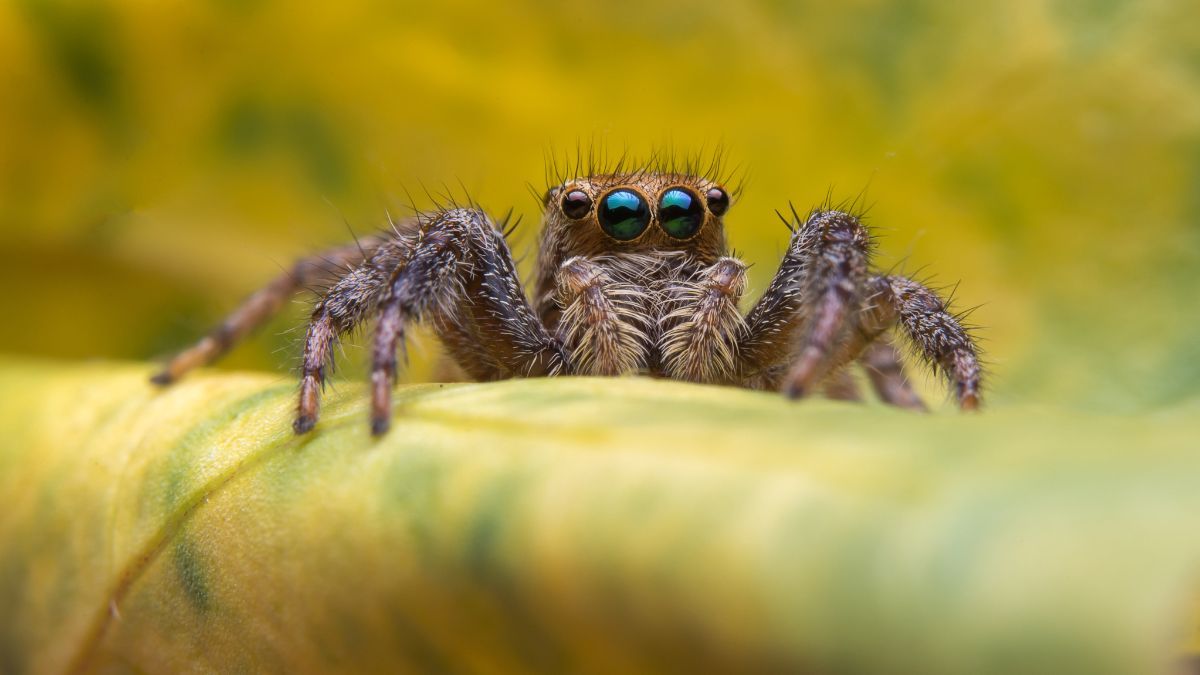 Почему лучше не убивать пауков Почему лучше не убивать пауков