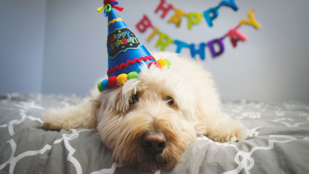 Як привітати з днем народження Як привітати з днем народження