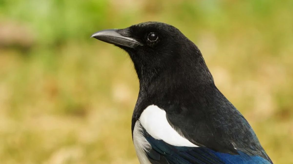 Народні прикмети про сороку Народні прикмети про сороку