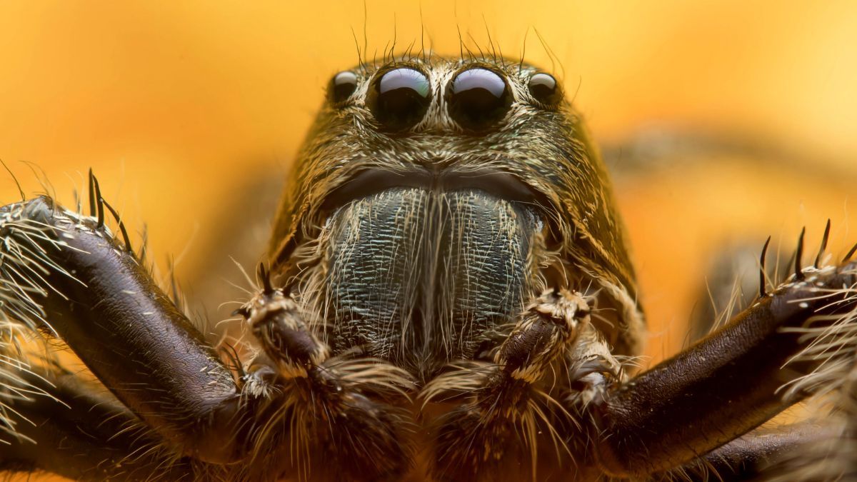 Чому не можна вбивати павуків Чому не можна вбивати павуків