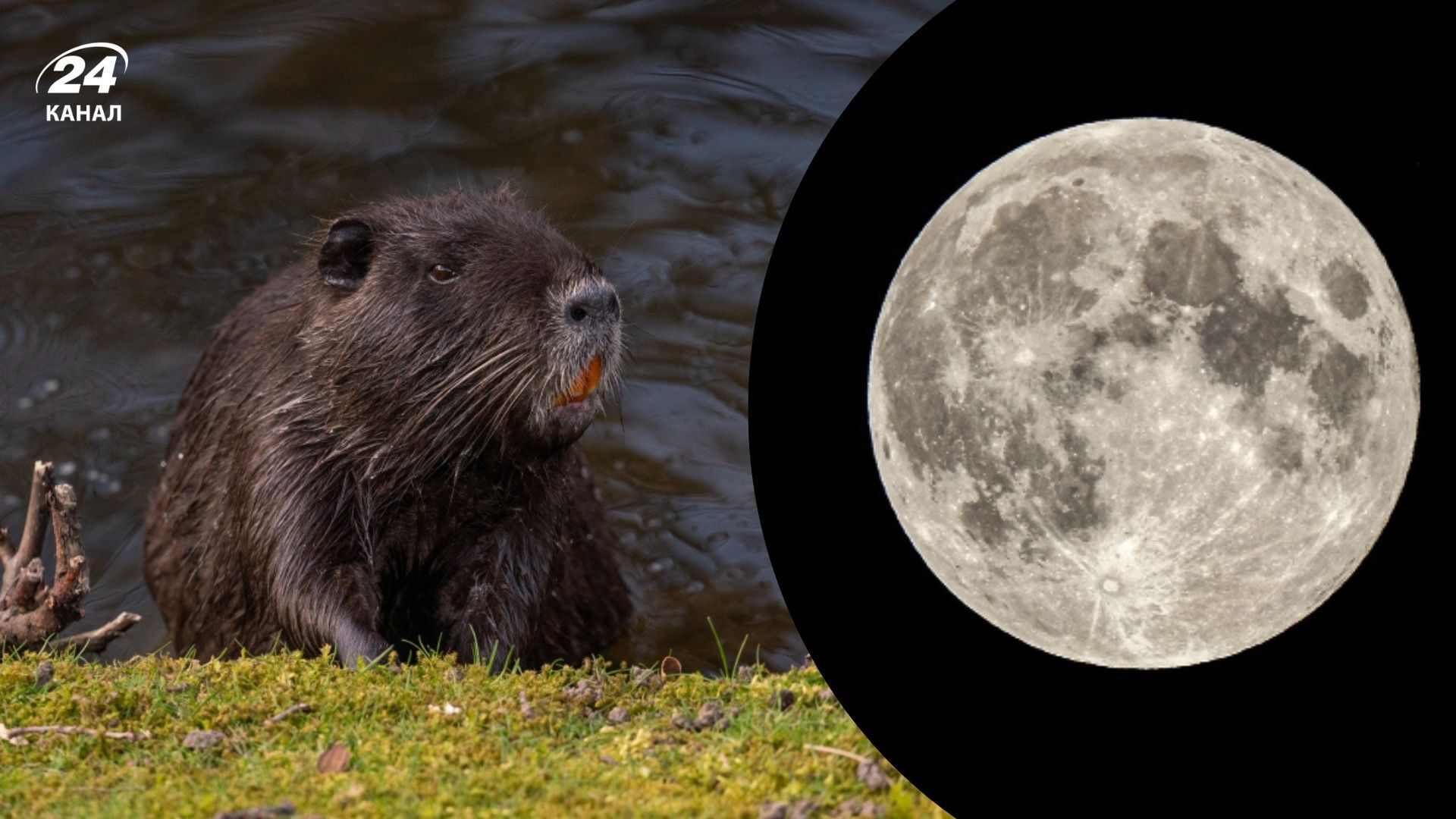 Що таке Бобровий місяць 2025