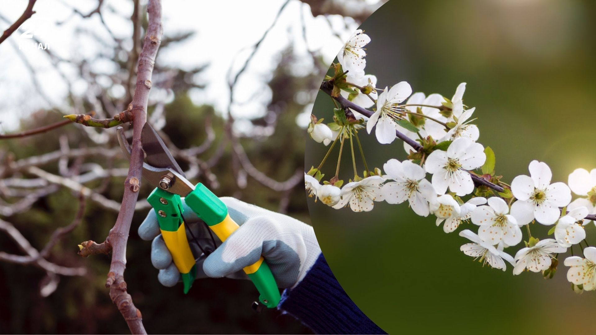 Для чого на свято Катерини зрізають вишневу гілочку