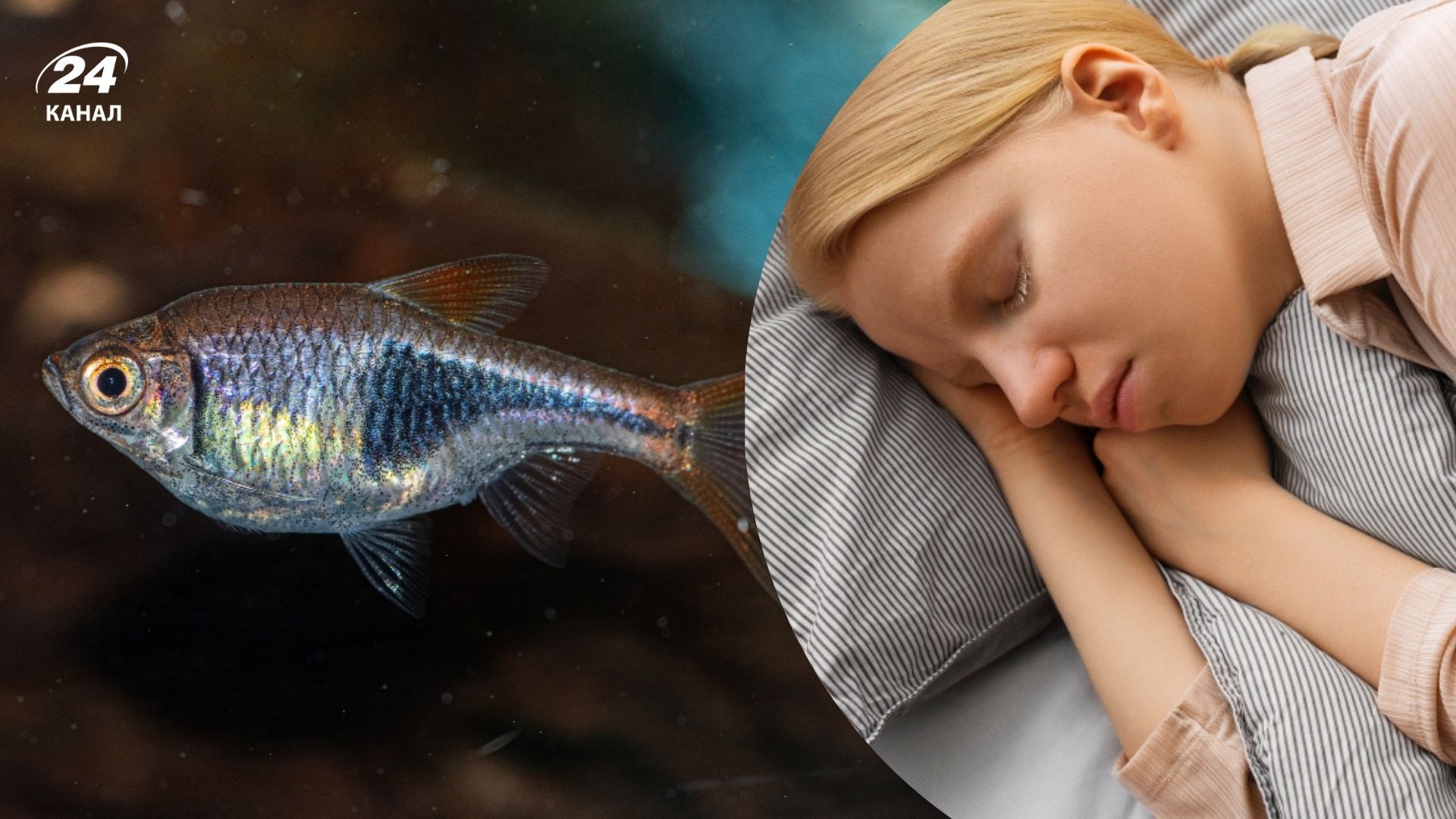 К чему снится рыба К чему снится рыба