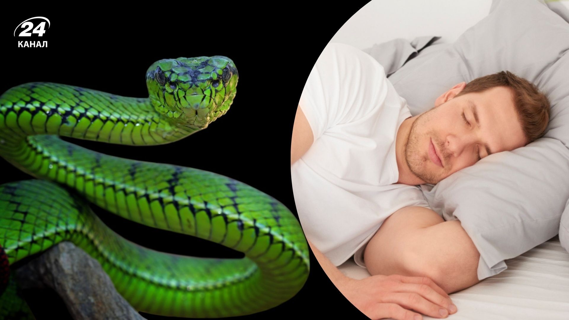 До чого сняться змії