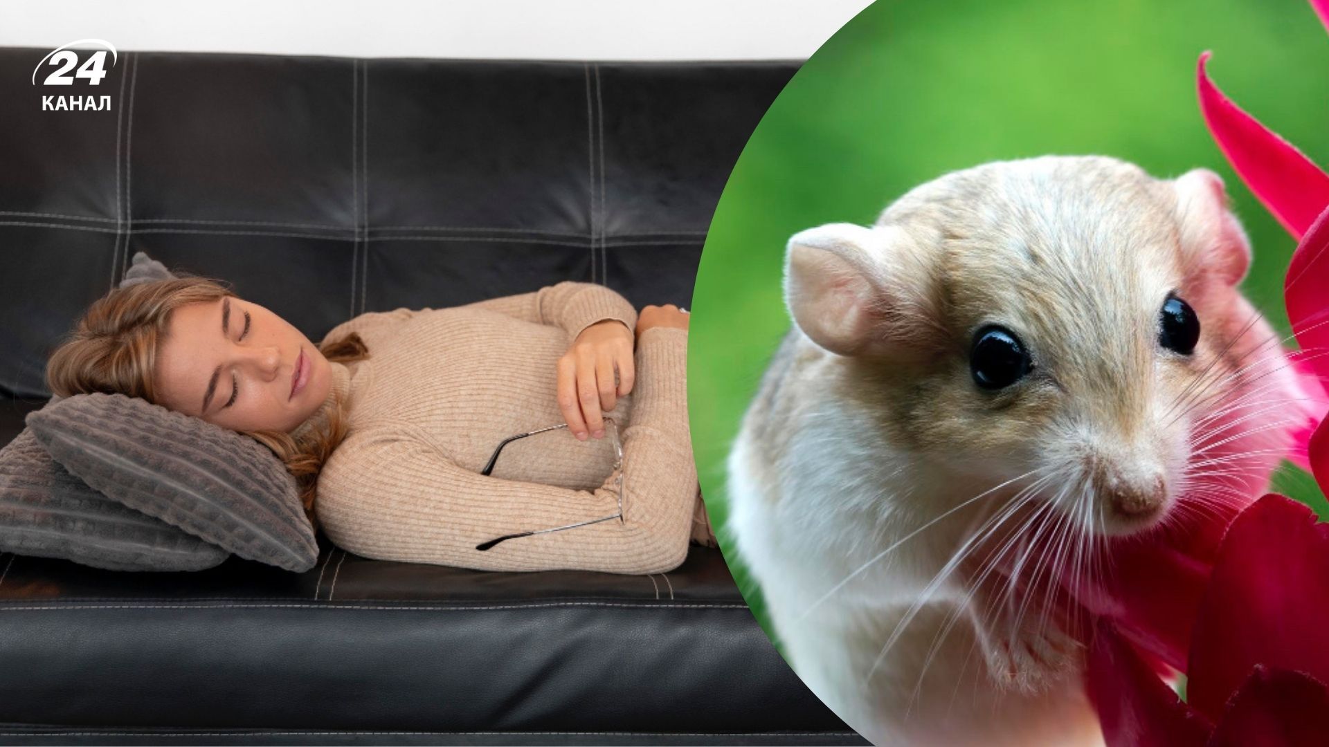 Почему снятся мыши Почему снятся мыши