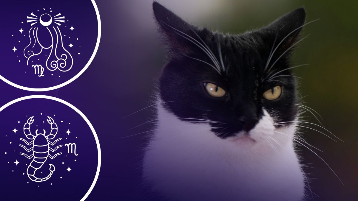 Какой кот вам подходит Какой кот вам подходит