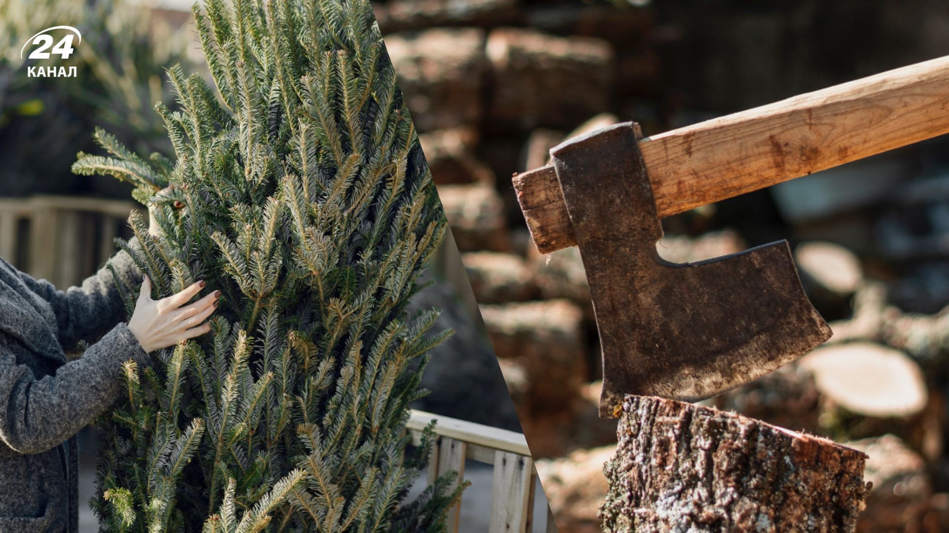 Что будет, если срубить елку Что будет, если срубить елку