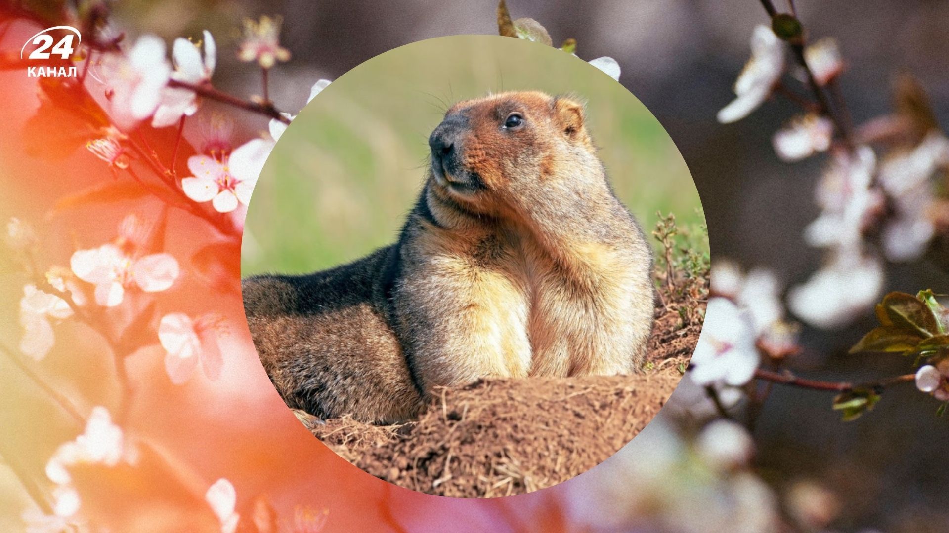 День бабака 2026