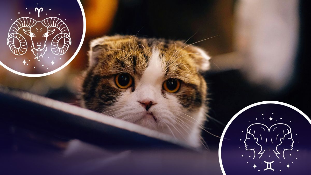 Хто посвариться з другою половинкою у березні Хто посвариться з другою половинкою у березні