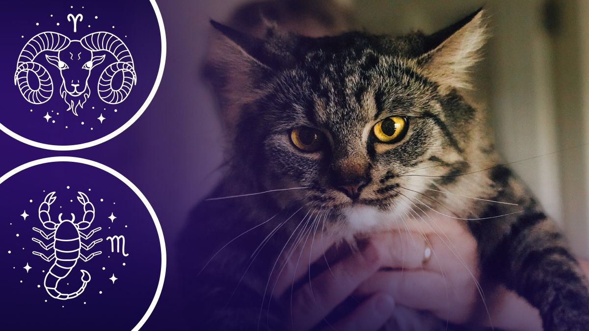 Які знаки зодіаку часто влаштовують скандали