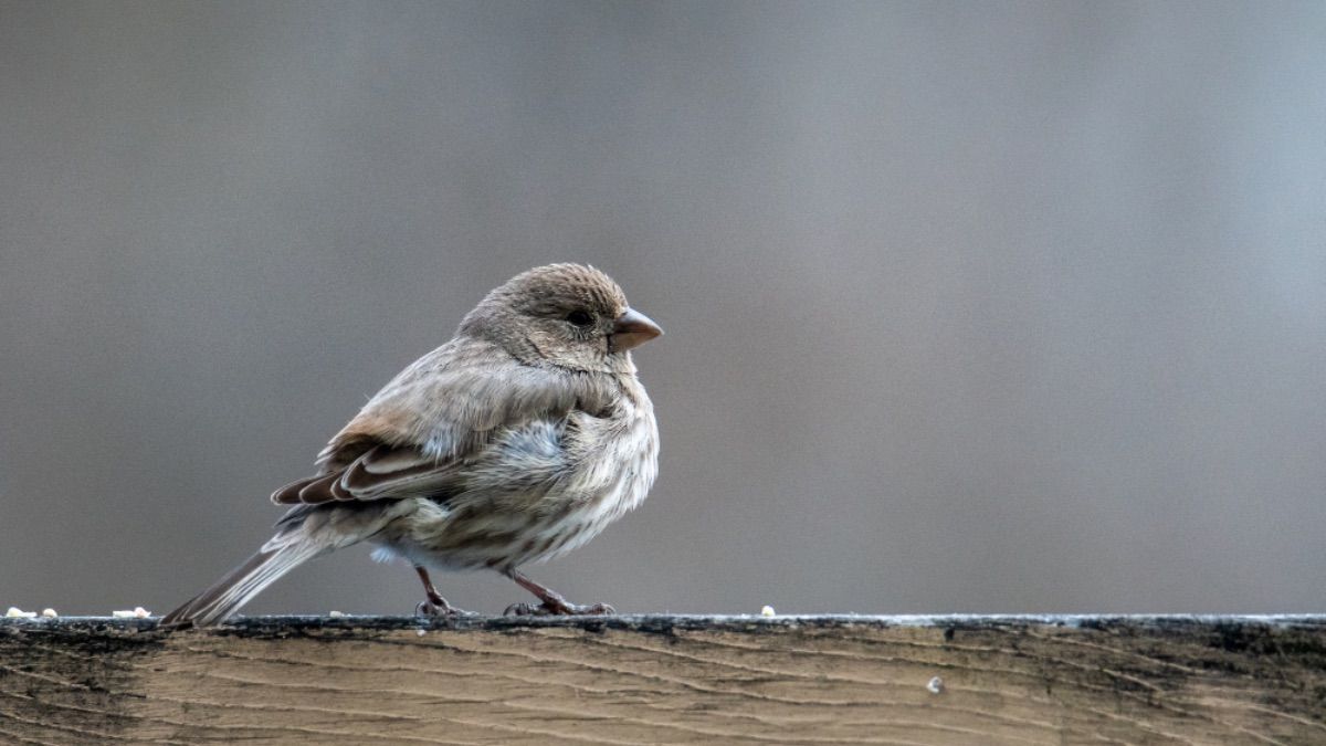 Прикмети про птахів