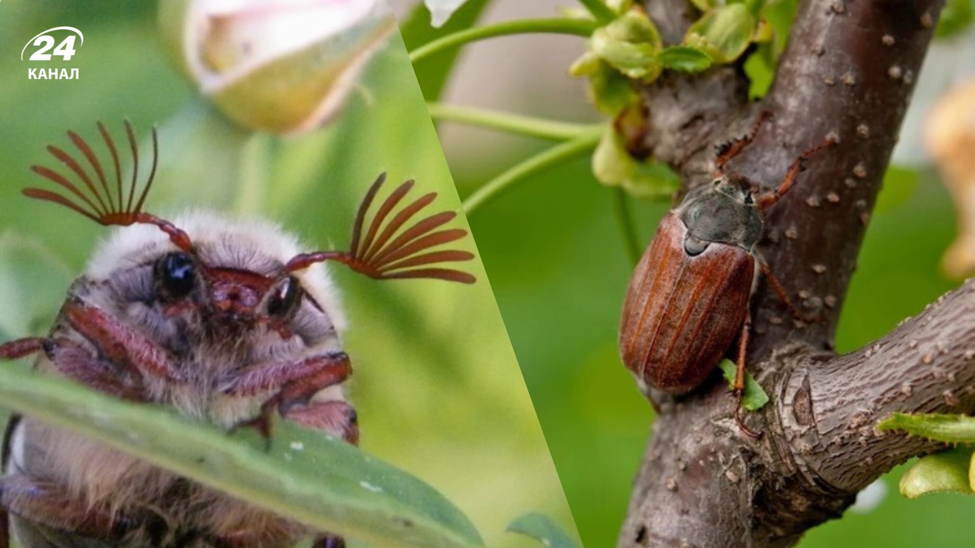 Народні прикмети про хрущів Народні прикмети про хрущів