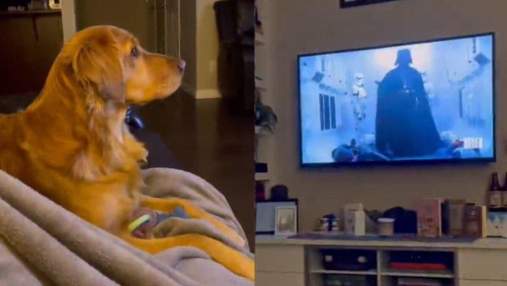 Как собака реагирует на Дарта Вейдера в "Звездных войнах": смешное видео стало вирусным