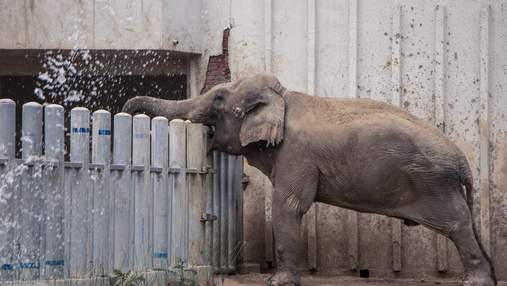 Плохо не только людям: почему "звездные" слоны на Бали страдают без туристов